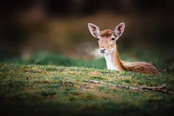 Deurstickers roe deer in the wild © Alexandra Macey