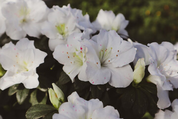 Azalea garden in full bloom. White Rhododendron flowers open buds with delicate petals among green foliage in daylight. Flowering bush in spring summer in the botanical garden, park. Floral background