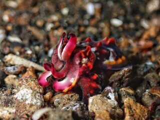 Flamboyant Cuttlefish