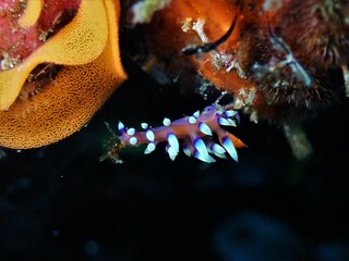 Nudibranch with eggs