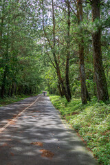 Fototapeta premium path in the woods
