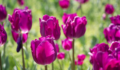 紫色の美しいチューリップ畑