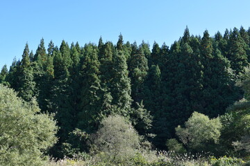 スギ林 山形県の山林
