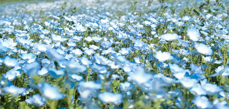 一面に咲いたネモフィラの花 Stock 写真 Adobe Stock