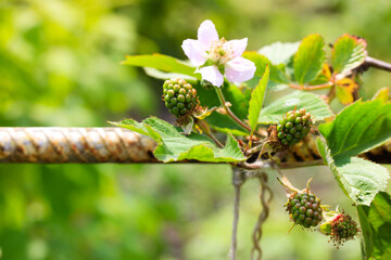 Blackberry blossoms in summer. Green unripe berries, delicately white flower petals on green background. Blooming blackberry is a honeybee. Plant branch in home countryside eco garden. A coming fruit.