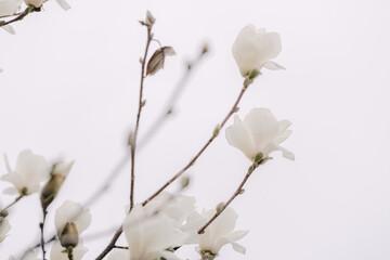 white Magnolia blossom in spring