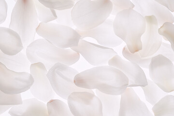 close up of magnolia petal
