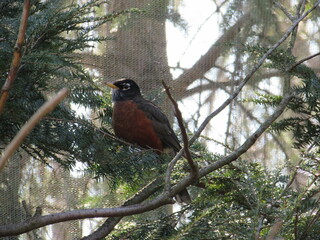Robin Red Breast, free as a bird