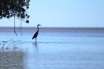 heron standing in water on the coast