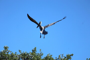 pelican flying over a tree