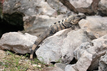 iguana sitting on rocks