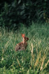 Little Bunny