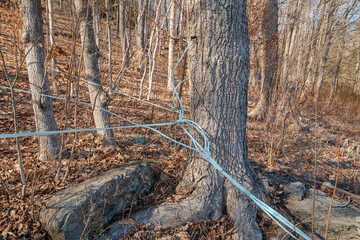 maple tree tapping in the Spring plastic tubing and collection tank after flowing through the into tank and later boiled down to make natural maple syrup
