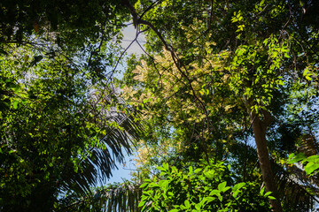 sun shining through a tree