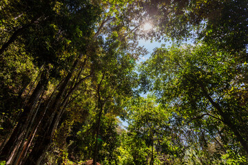 sun shining through a tree