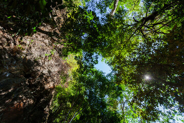 sun shining through a tree