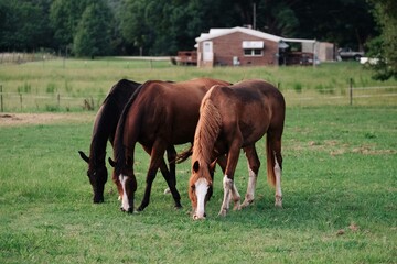 Obraz premium Three Horses Grazing