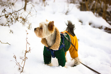 Yorkshire Terrier dog in winter park. Small stylishly dressed little doggy walking outside at cold winter snowy day. Puppy in warm green yellow jumpsuit outdoors. Domestic canine animal on a walk.