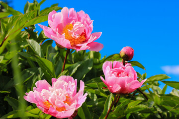 Three flowering pink peonies in a spring botanical garden against a blue sky at sunny day. Fragrant open flower buds in green summer park in a flower bed. Floriculture, horticulture.