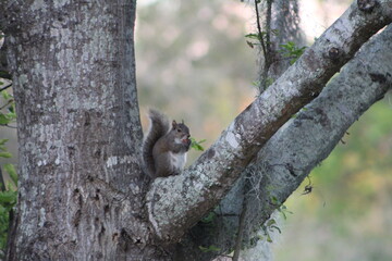 Cute squirrel eating nut on tree
