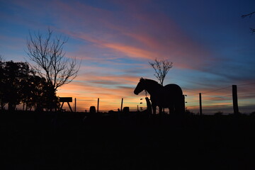 Fototapeta na wymiar silhouette of a horse