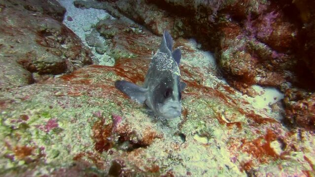 Fish in Fernando de Noronha archipelago. Marine life, scuba diving. Brazil