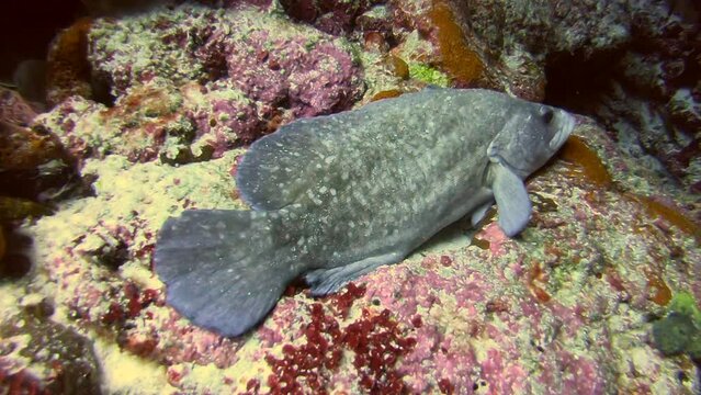Fish in Fernando de Noronha archipelago. Marine life, scuba diving. Brazil
