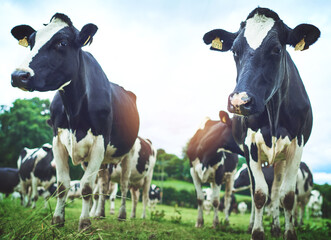 Getting their grazing on. Shot of a herd of cattle on a dairy farm.