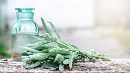 bunch of fragrant herbs Salvia officinalis, common sage, just sage suspended for drying with an herbalist.  © Maryna