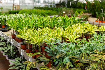 Potted houseplants in salesroom of floral shop or garden center.