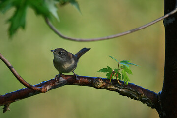 Close-up image of a bird perching on a branch