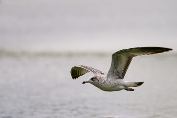Seagull in gliding in mid-flight against soft background
