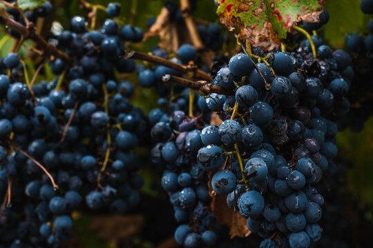 Malbec grapes in the vineyard.