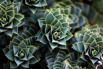 Patterns of a succulent plant Macro