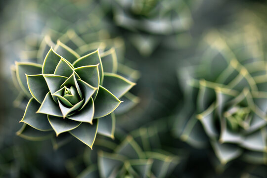 Geometric succulent plant macro
