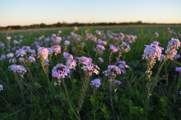 field of purple flowers