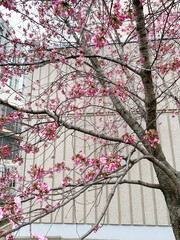 spring sakura blossom, copy space, selective focus
