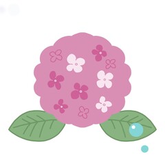 ピンクのアジサイと雫のイラスト