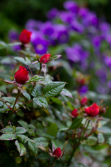 Red roses bush after summer rain