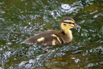 A cute duckling makes its way up Springbrook Creek in the springtime