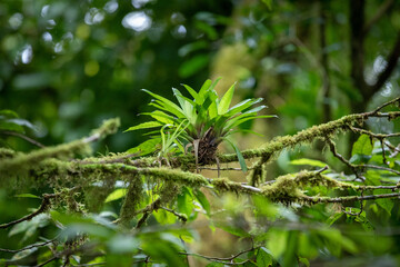 Lush foliage and flowers adorns the neotropical and montane cloud forests of Costa Rica at the Monte Verde Biological Reserve