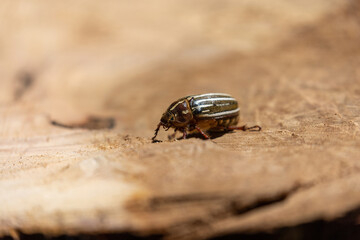10 lined june beetle crawling on large stump