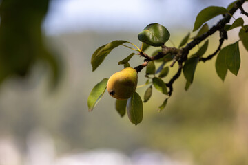 small green pear growing on summer branch
