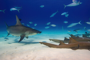 A hammerhead shark swimming near nurse sharks 