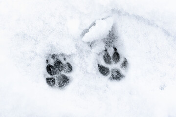 Footprints of a dog on the snow background