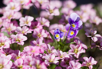 Fototapeta premium A closeup shot of pansies and saxifrage flowers