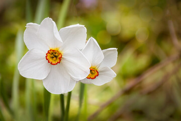 beautiful narcissus, daffodil , spring flowers