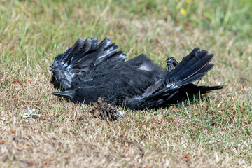 sad dead crow lying on summer lawn
