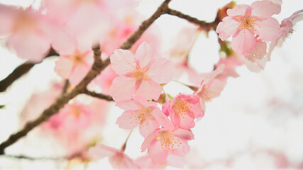 河津桜のクローズアップ