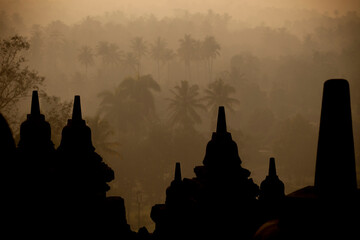 Borobudur Palm Trees